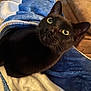 black_cat, cat, pet, animal, blanket, blue_blanket, white_blanket, cozy, indoor, fur, eyes, face, ears, whiskers, couch, furniture, resting, closeup, curious, soft_texture