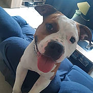 Titan a rejoint le concours — aidez-le/la à gagner de superbes lots ! dog, happy, tongue_out, indoor, couch, living_room, furniture, smiling, pet, canine, brown_and_white, collar, home, cozy, curious, close_up, bright, window, lamp, shelf