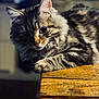 Izzy a rejoint le concours — aidez-le/la à gagner de superbes lots ! cat, tabby, feline, pet, animal, fluffy, fur, whiskers, wood, table, indoor, closeup, portrait, relaxed, resting, curious, eyes, soft_light, warm_tone, cozy