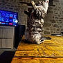 cat, tabby, fluffy, wooden_table, stone_wall, indoor, living_room, television, furniture, pet, animal, cute, playful, standing, hind_legs, rustic, cozy, domestic, mammal, feline