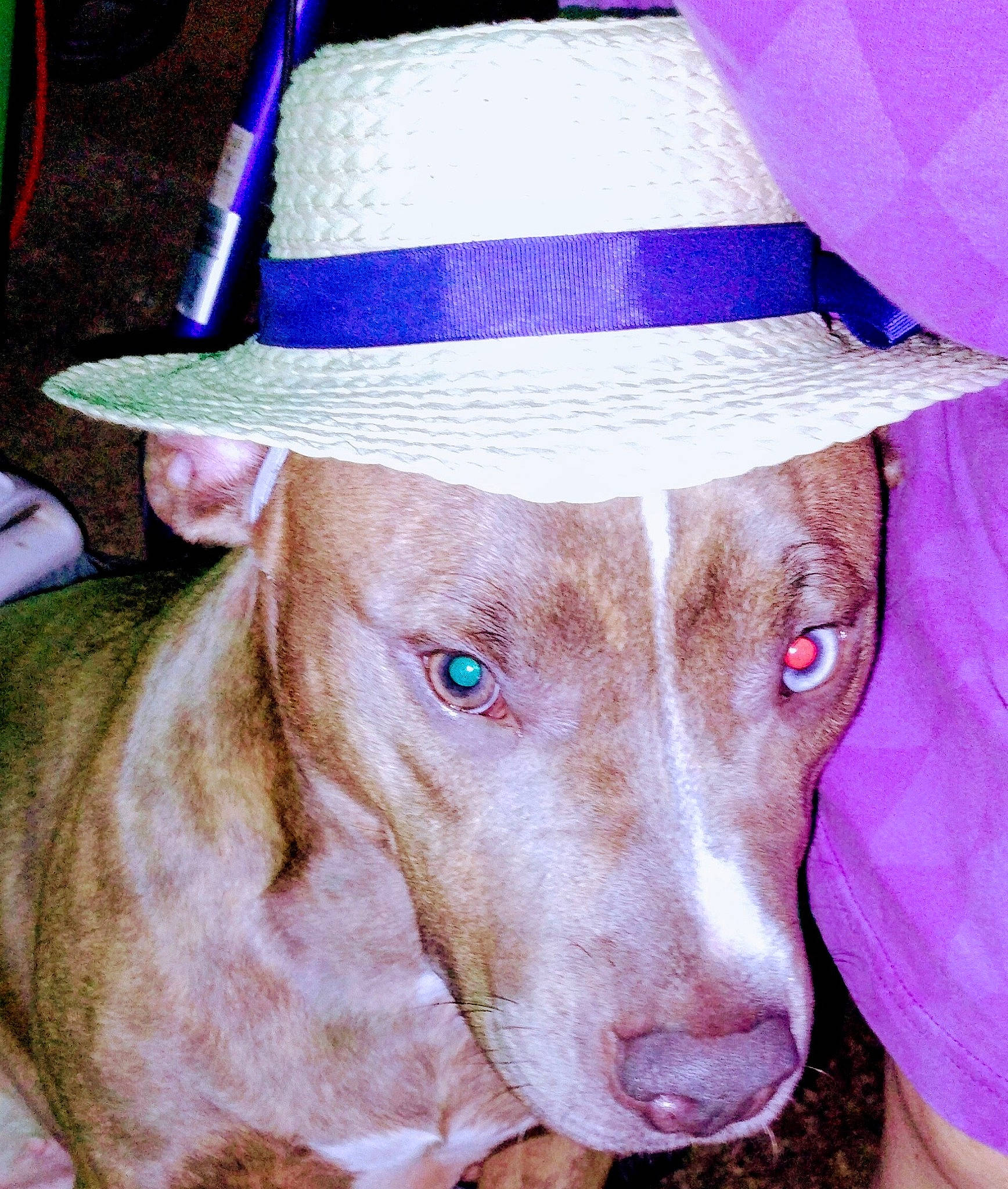 Zena joined the competition — help win amazing prizes! canidae, cap, carnivore, collar, companion_dog, costume_hat, cowboy_hat, dog, dog_breed, electric_blue, fashion_accessory, fawn, fedora, fur, hat, liver, pleased, sporting_group, sun_hat, working_animal