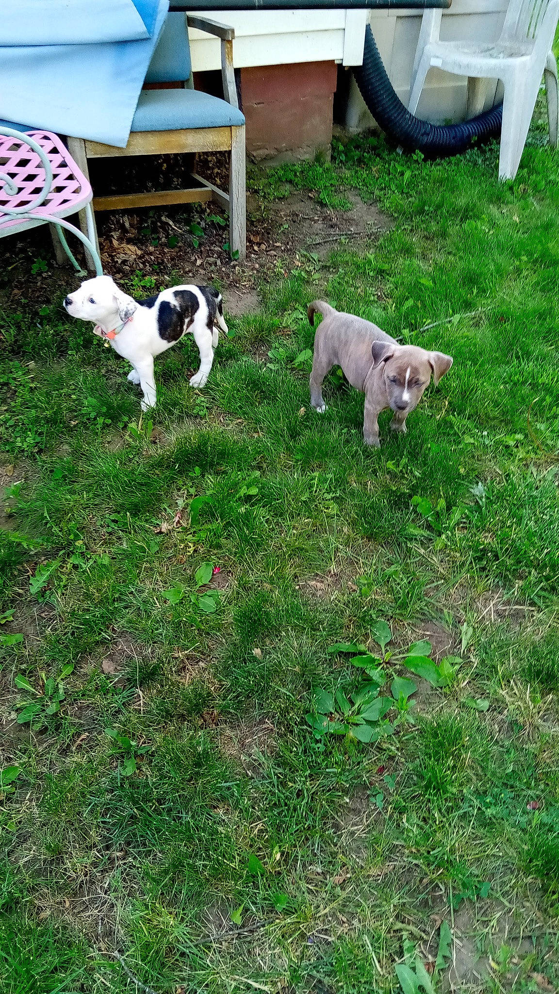 Zena joined the competition — help win amazing prizes! automotive_tire, backyard, canidae, carnivore, chair, companion_dog, dog, dog_breed, fender, garden, grass, groundcover, lawn, plant, sporting_group, tail, tire, toy_dog, wheel, yard