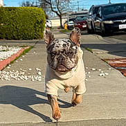Cash joined the competition — help win amazing prizes! dog, french_bulldog, sweater, sidewalk, shadow, suburban, outdoor, daytime, sky, tree, car, hedge, walking, pet, animal, concrete, street, sunny, small_dog, front_view