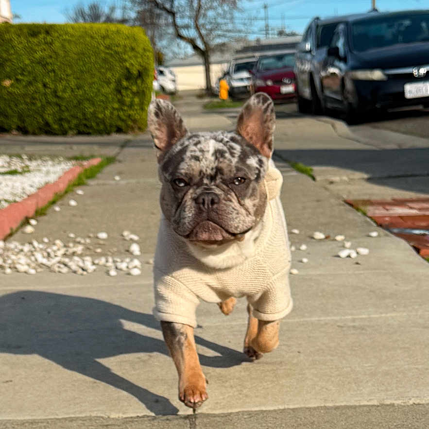 Cash joined the competition — help win amazing prizes! dog, french_bulldog, sweater, sidewalk, shadow, suburban, outdoor, daytime, sky, tree, car, hedge, walking, pet, animal, concrete, street, sunny, small_dog, front_view