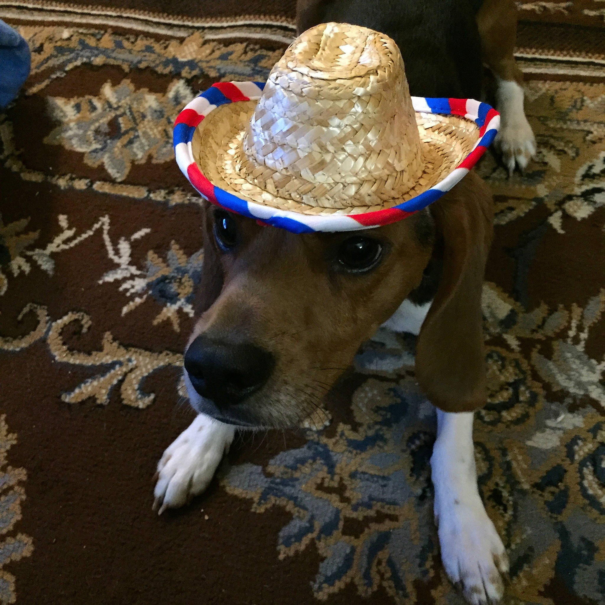 Balor is registered to the contest to win money with this photo: canidae, carnivore, costume_hat, dog, dog_breed, fashion_accessory, fawn, hat, headgear, sombrero, sporting_group, sun_hat