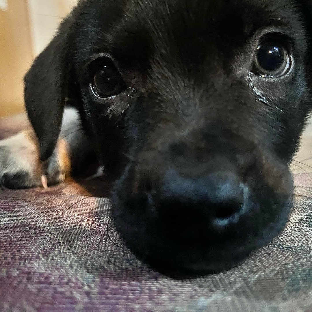 Rocky