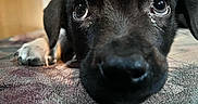 Rocky is registered to the contest to win money with this photo: puppy, dog, black_dog, pet, animal, close_up, nose, eyes, ears, paw, lying_down, blanket, indoors, portrait, cute, curious, shiny_eyes, fur, cozy, photography
