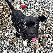 Rocky joined the competition — help win amazing prizes! dog, puppy, black_dog, snow, snowy, outdoor, pebbles, gravel, red_ball, tongue, pink_tongue, brown_eyes, floppy_ears, white_paws, winter, cold, animal_portrait, looking_up, playful, cute