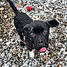 dog, puppy, black_dog, snow, snowy, outdoor, pebbles, gravel, red_ball, tongue, pink_tongue, brown_eyes, floppy_ears, white_paws, winter, cold, animal_portrait, looking_up, playful, cute