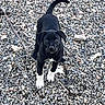 Rocky is registered to the contest to win money with this photo: puppy, dog, black_and_white, 白色斑纹, standing, outdoor, gravel, rocks, ground, tail, white_paws, black_fur, pet, animal, canine, leash, chain, looking_at_camera, portrait, cute