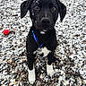 Rocky is registered to the contest to win money with this photo: puppy, dog, black_and_white, snow, snowy, outdoor, gravel, red_ball, blue_collar, leash, sitting, animal, pet, canine, white_chest, white_paws, floppy_ears, brown_eyes, winter, portrait