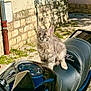 Prince participe au concours pour gagner de l'argent avec cette photo : cat, kitten, motorcycle, honda, black, leather_seat, outdoor, sunlight, shadow, stone_wall, curious, animal, pet, vehicle, handlebar, grip, nature, greenery, daylight, young_cat