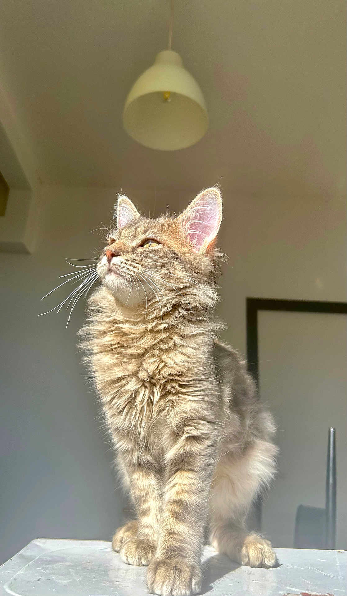 Prince