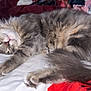 Prince participe au concours pour gagner de l'argent avec cette photo : cat, sleeping, gray_tabby, fluffy, bed, blanket, paws, fur, relaxed, indoors, cozy, resting, animal, pet, mammal, whiskers, tail, cute, domestic, feline