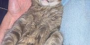 Prince a rejoint le concours — aidez-le/la à gagner de superbes lots ! cat, tabby, fluffy, sleeping, pet, animal, hand, lap, furry, paw, relaxed, indoor, cozy, person, casual, jeans, sneakers, fur, closeup, resting