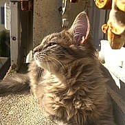 Prince participe au concours pour gagner de l'argent avec cette photo : cat, fluffy, gray, sunlight, balcony, texture, ironwork, wall, outdoor, relaxed, pet, animal, fur, whiskers, ears, paws, side_view, daylight, peaceful, resting