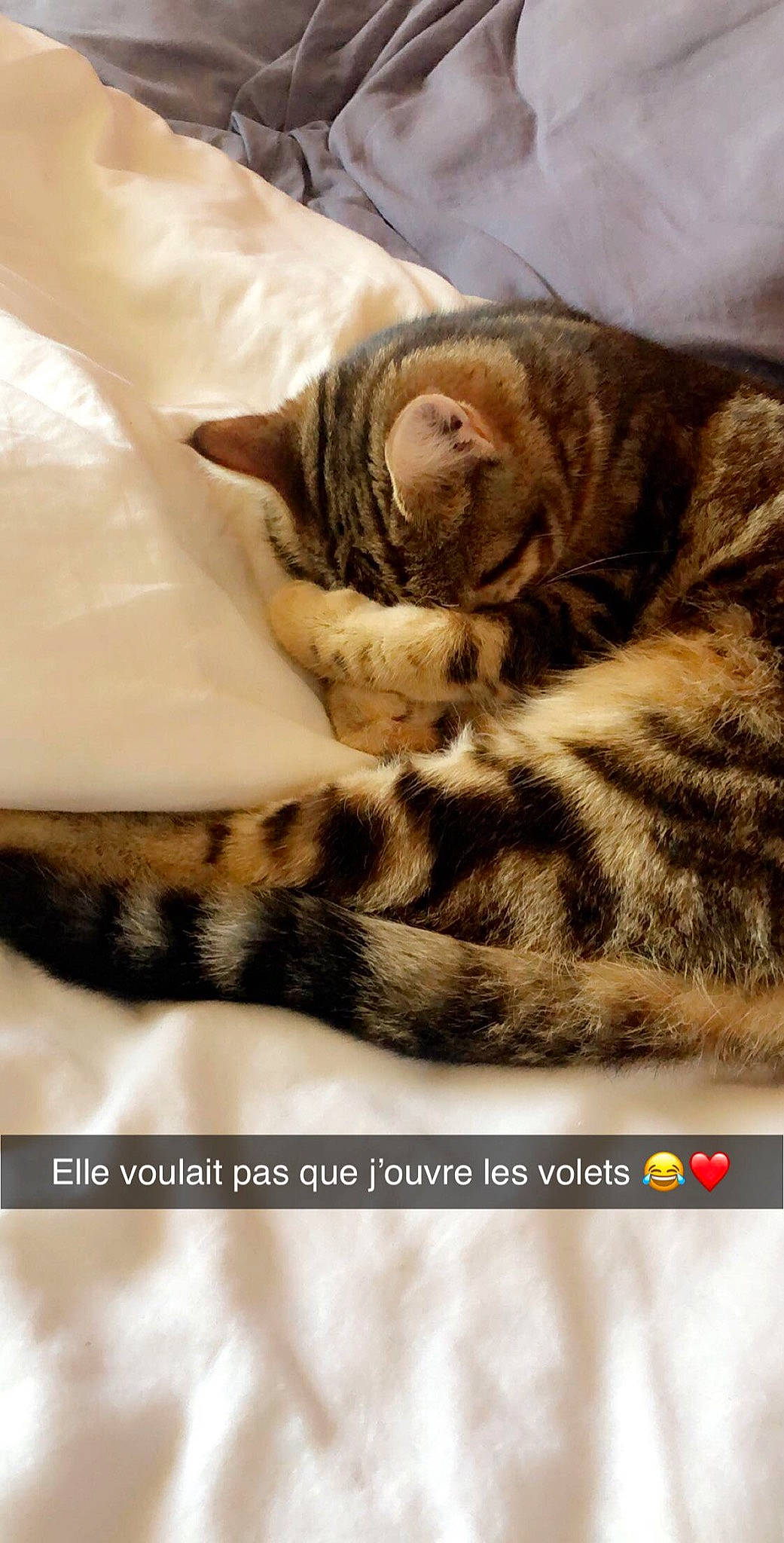 Mimi a rejoint le concours — aidez-le/la à gagner de superbes lots ! carnivore, cat, claw, comfort, domestic_short_haired_cat, felidae, font, fur, nap, paw, photo_caption, sleep, small_to_medium_sized_cats, snout, tail, terrestrial_animal, vertebrate, whiskers, wildlife, wood