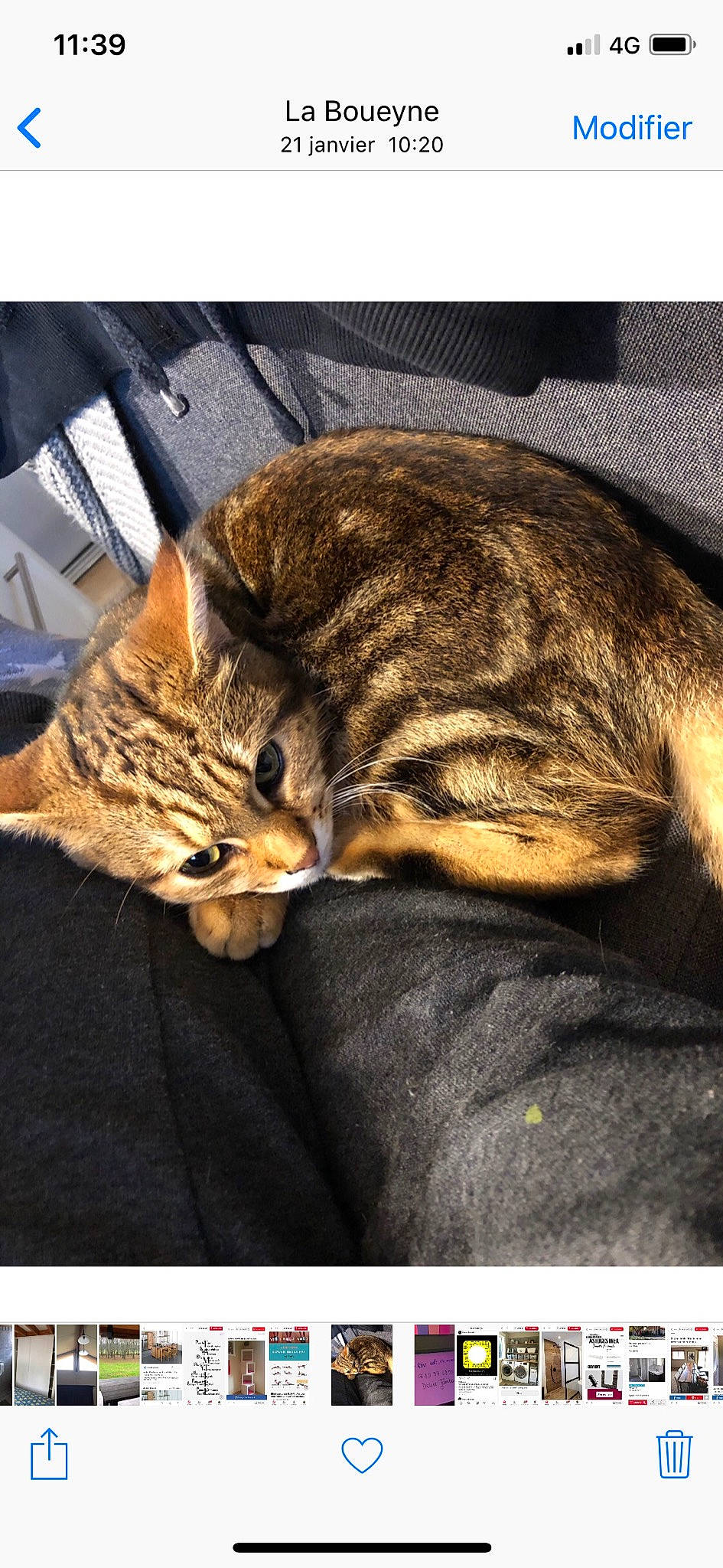 Mimi a rejoint le concours — aidez-le/la à gagner de superbes lots ! carnivore, cat, claw, comfort, domestic_short_haired_cat, fawn, felidae, fur, nap, organism, paw, photo_caption, sleep, small_to_medium_sized_cats, snout, tail, terrestrial_animal, vertebrate, whiskers, wildlife