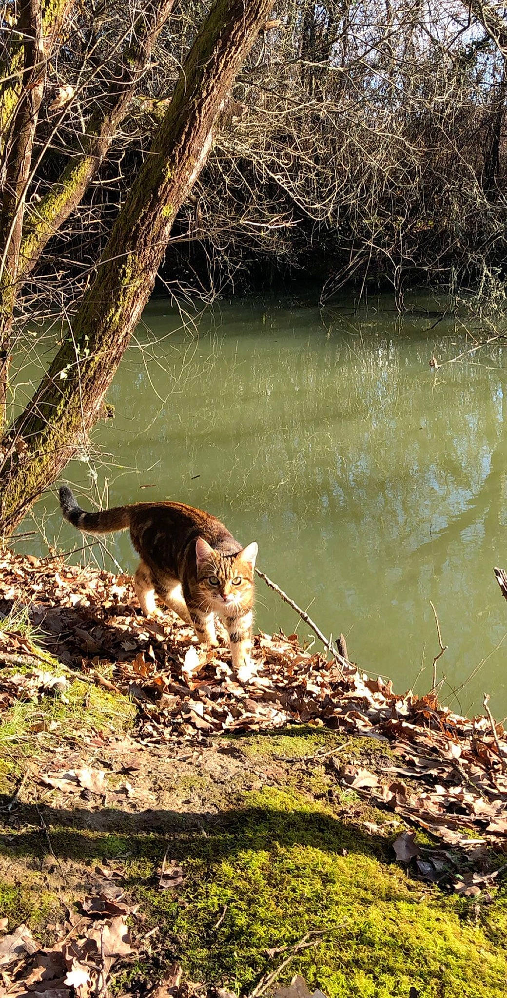 Mimi a rejoint le concours — aidez-le/la à gagner de superbes lots ! bank, biome, branch, carnivore, cat, fawn, felidae, fluvial_landforms_of_streams, grass, lake, natural_landscape, plant, small_to_medium_sized_cats, tree, trunk, twig, water, watercourse, whiskers, wood