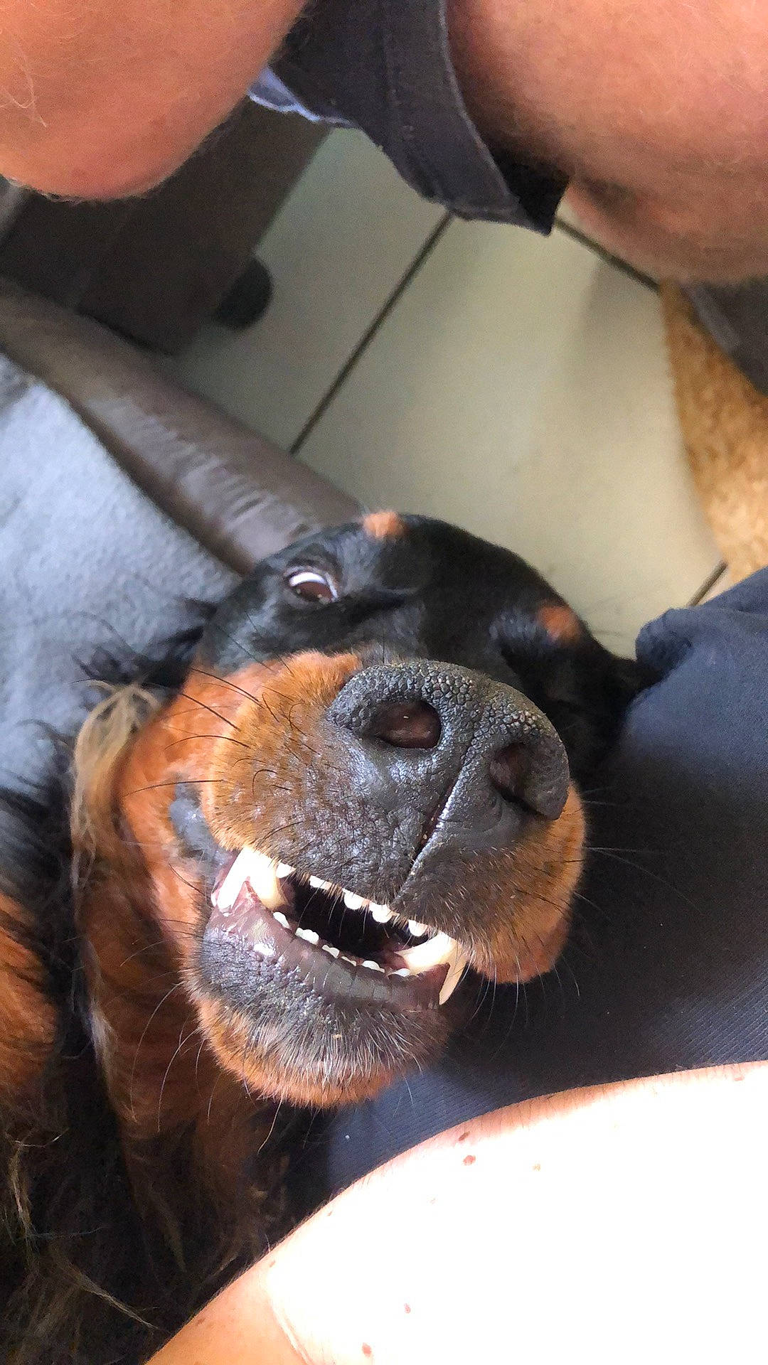 Older participe au concours pour gagner de l'argent avec cette photo : canidae, carnivore, collar, companion_dog, dog, dog_breed, ear, fawn, finger, foot, head, jaw, liver, mammal, nail, snout, sporting_group, terrestrial_animal, whiskers, working_animal