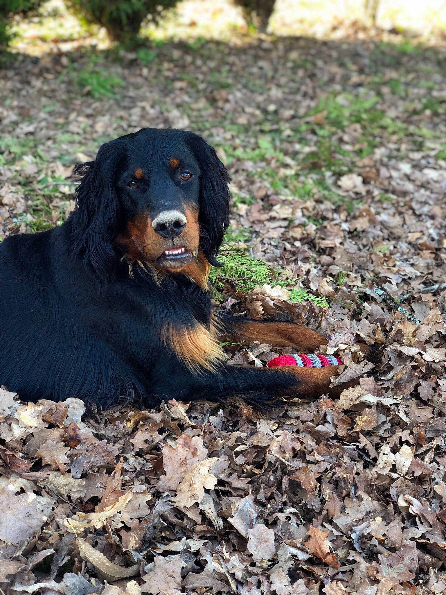 Older a rejoint le concours — aidez-le/la à gagner de superbes lots ! canidae, carnivore, companion_dog, dog, dog_breed, grass, hunting_dog, plant, snout, soil, sporting_group, terrestrial_animal, wood, working_dog