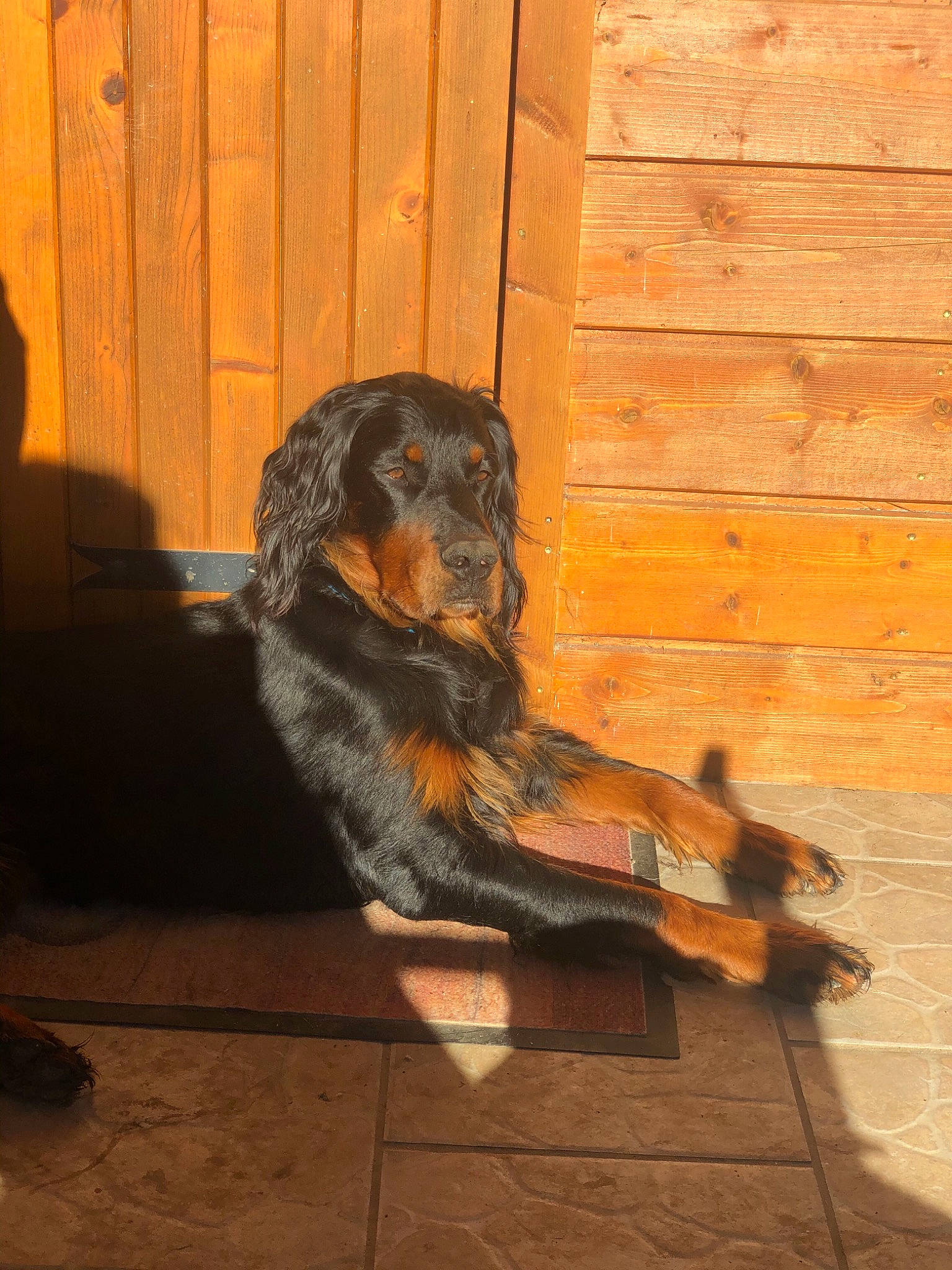 Older a rejoint le concours — aidez-le/la à gagner de superbes lots ! art, brick, carnivore, companion_dog, dog, dog_breed, door, fawn, flooring, fur, hardwood, liver, plank, snout, sporting_group, tail, terrestrial_animal, tints_and_shades, wood, wood_stain