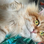 Twisted Sister participe au concours pour gagner de l'argent avec cette photo : cat, fluffy, orange_cat, green_eyes, close_up, pet, indoor, lying_down, whiskers, furry, cute, animal, mammal, domestic_cat, soft_fur, portrait, relaxed, curious, colorful_fabric, pink_nose