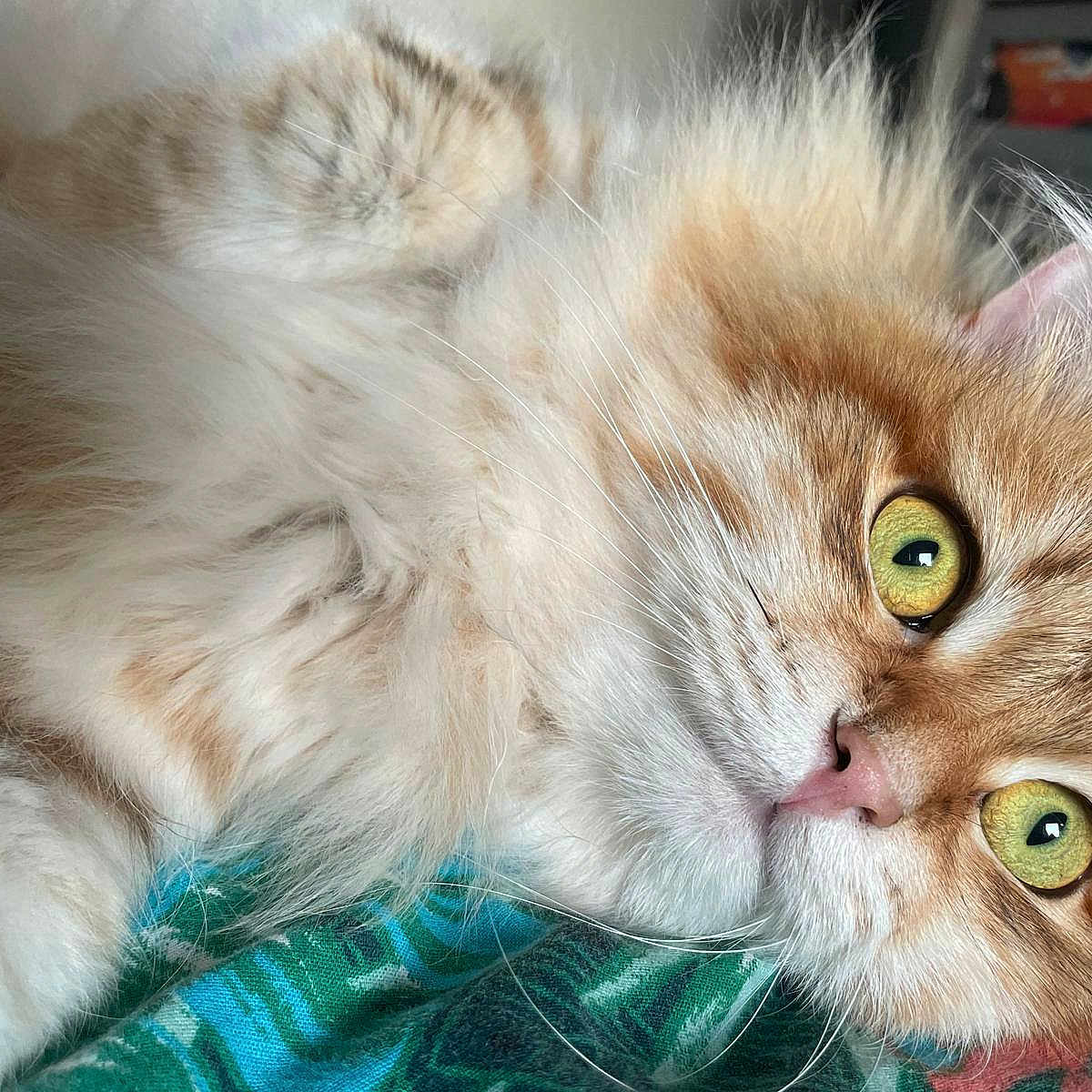 Twisted Sister participe au concours pour gagner de l'argent avec cette photo : animal, cat, close_up, colorful_fabric, curious, cute, domestic_cat, fluffy, furry, green_eyes, indoor, lying_down, mammal, orange_cat, pet, pink_nose, portrait, relaxed, soft_fur, whiskers