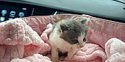 Tilly joined the competition — help win amazing prizes! kitten, cat, pet, pink_blanket, pink_bag, car_interior, dashboard, window, trees, outdoor, soft_texture, cute, small_animal, fur, animal, feline, cozy, comfort, travel, vehicle