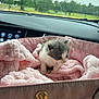 kitten, cat, pet, pink_blanket, pink_bag, car_interior, dashboard, window, trees, outdoor, soft_texture, cute, small_animal, fur, animal, feline, cozy, comfort, travel, vehicle