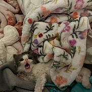 Tilly is registered to the contest to win money with this photo: kitten, cat, pet, animal, blanket, floral_pattern, cozy, cute, fur, sleeping_area, soft, indoor, comfort, small, mouth_open, resting, pile, colorful, texture, young