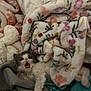 kitten, cat, pet, animal, blanket, floral_pattern, cozy, cute, fur, sleeping_area, soft, indoor, comfort, small, mouth_open, resting, pile, colorful, texture, young