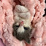 Tilly is registered to the contest to win money with this photo: kitten, cat, pet, animal, furry, cute, pink_blanket, soft, cozy, sleepy, small, fur, paw, resting, domestic_cat, adorable, closeup, indoor, relaxing, fluffy
