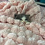 Tilly joined the competition — help win amazing prizes! kitten, cat, blanket, pink, fluffy, cute, pet, animal, sleepy, cozy, soft, fur, small, indoors, resting, cute_pet, young, domestic_animal, paw, face