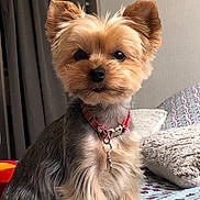 Indira participe au concours pour gagner de l'argent avec cette photo : biewer_terrier, cairn_terrier, canidae, carnivore, chinese_imperial_dog, companion_dog, dog, dog_breed, fawn, maltepoo, mammal, morkie, puppy, rare_breed_dog, small_terrier, terrier, toy_dog, vertebrate, yorkipoo, yorkshire_terrier