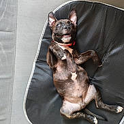 Bosko a rejoint le concours — aidez-le/la à gagner de superbes lots ! puppy, dog, brindle, pet, animal, lying_down, belly_up, smiling, open_mouth, pointed_ears, red_collar, black_pet_bed, indoor, portrait, playful, happy, brown_fur, white_chest, relaxed, photography