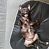 puppy, dog, brindle, pet, animal, lying_down, belly_up, smiling, open_mouth, pointed_ears, red_collar, black_pet_bed, indoor, portrait, playful, happy, brown_fur, white_chest, relaxed, photography