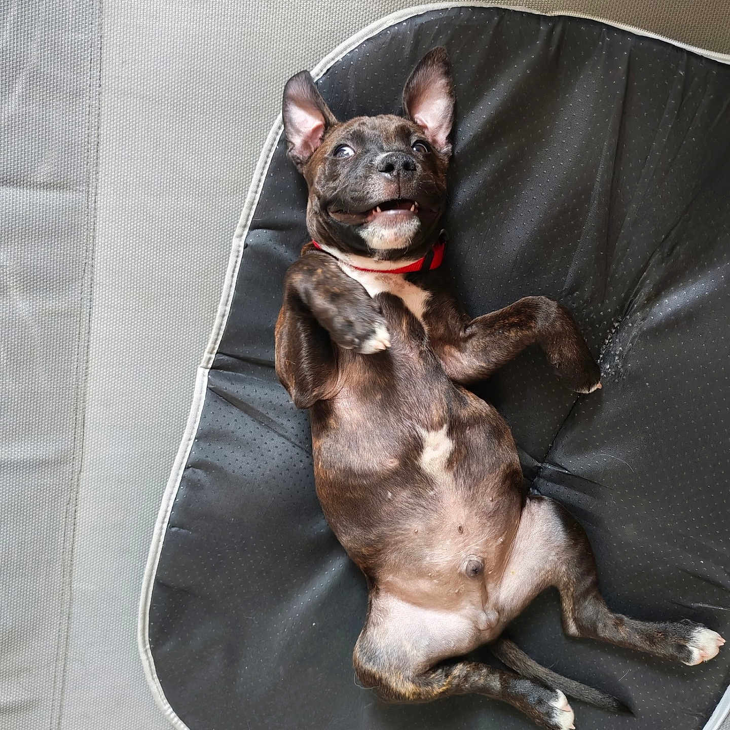 Bosko a rejoint le concours — aidez-le/la à gagner de superbes lots ! puppy, dog, brindle, pet, animal, lying_down, belly_up, smiling, open_mouth, pointed_ears, red_collar, black_pet_bed, indoor, portrait, playful, happy, brown_fur, white_chest, relaxed, photography