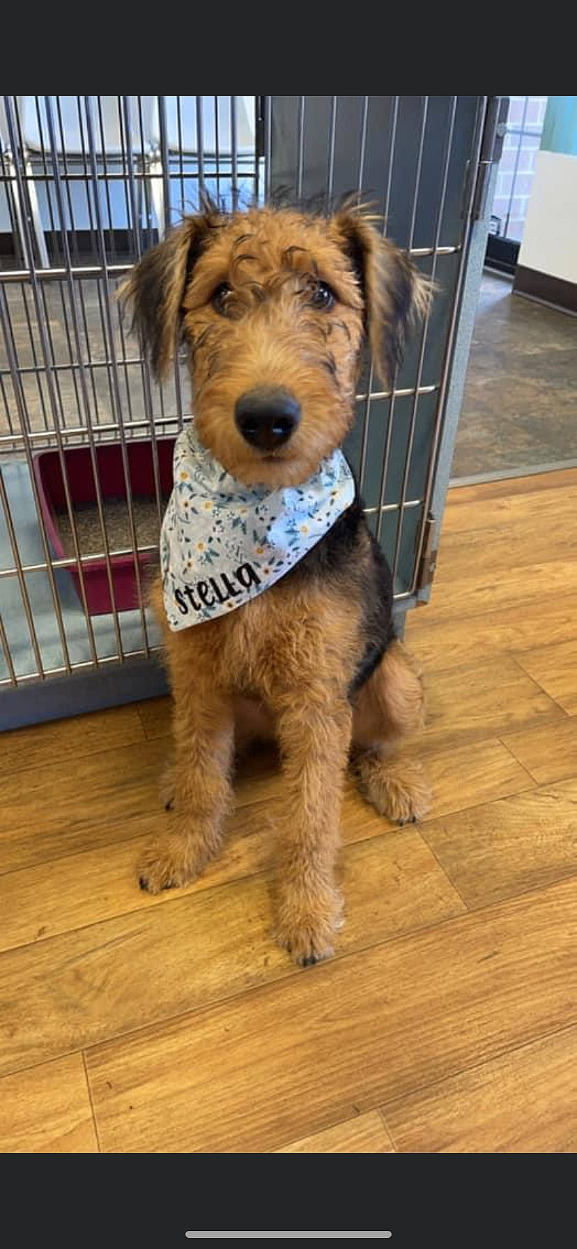 Stella is registered to the contest to win money with this photo: canidae, carnivore, companion_dog, dog, dog_breed, dog_supply, flooring, fur, hardwood, lakeland_terrier, liver, pet_supply, snout, sporting_group, terrier, welsh_terrier, wood, wood_flooring, wood_stain, working_animal