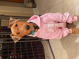 Stella is registered to the contest to win money with this photo: animal_shelter, baby, baby_toddler_clothing, cage, child, companion_dog, dog_breed, dog_supply, fawn, flooring, fur, mammal, mesh, pet_supply, pink, sporting_group, terrestrial_animal, toddler, toy, vertebrate