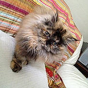 Ice participe au concours pour gagner de l'argent avec cette photo : cat, long_haired_cat, fluffy, feline, pet, animal, portrait, indoors, bed, pillow, bedding, striped_blanket, colorful, brown_fur, blue_eyes, sitting, looking_at_camera, cozy, home, cute