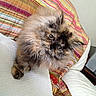 cat, long_haired_cat, fluffy, feline, pet, animal, portrait, indoors, bed, pillow, bedding, striped_blanket, colorful, brown_fur, blue_eyes, sitting, looking_at_camera, cozy, home, cute