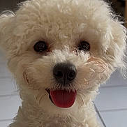 Aloha participe au concours pour gagner de l'argent avec cette photo : dog, white_dog, fluffy, curly_fur, close_up, portrait, happy, playful, tongue_out, black_nose, dark_eyes, pet, canine, adorable, looking_at_camera, indoor, soft_lighting, fur, face, animal