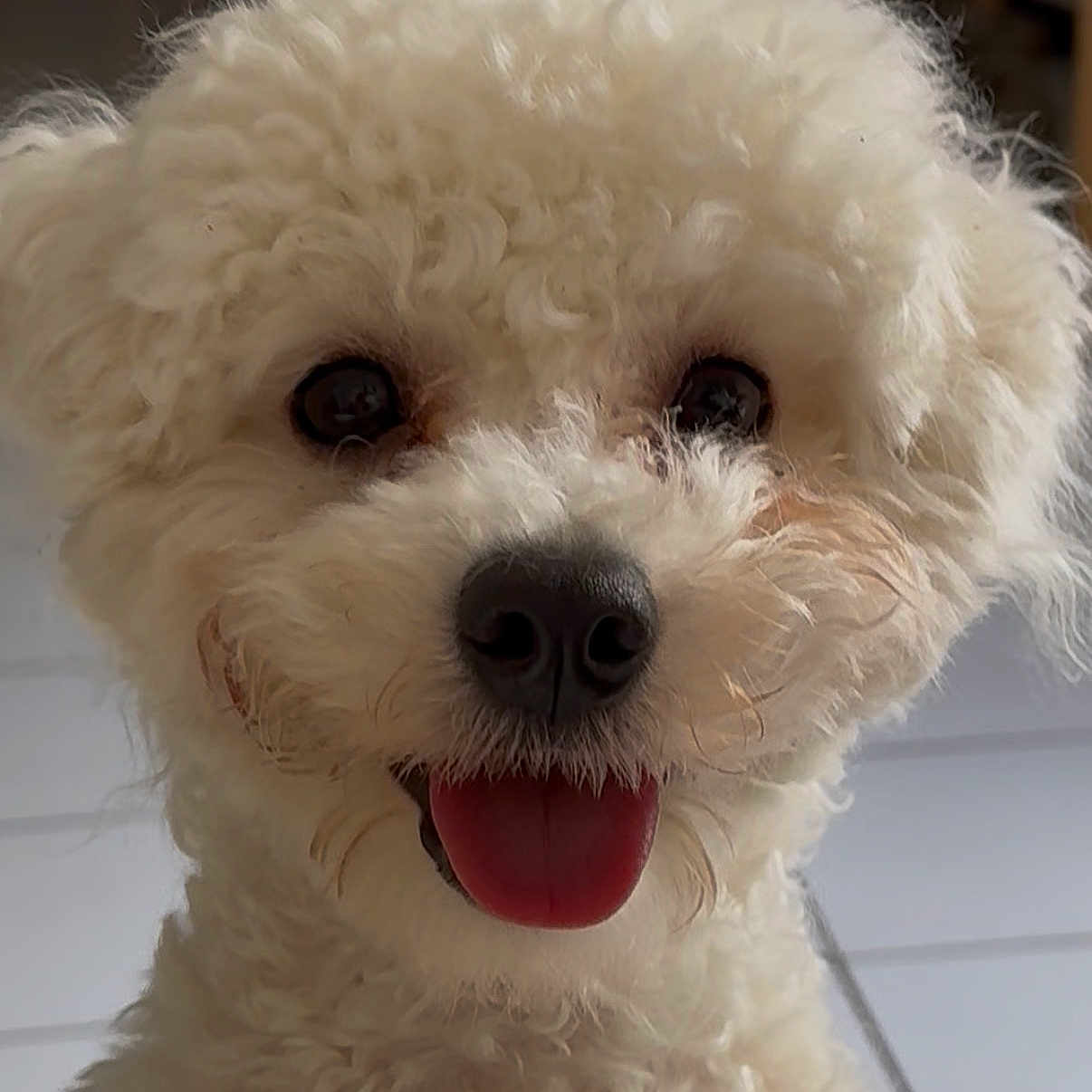 Aloha participe au concours pour gagner de l'argent avec cette photo : dog, white_dog, fluffy, curly_fur, close_up, portrait, happy, playful, tongue_out, black_nose, dark_eyes, pet, canine, adorable, looking_at_camera, indoor, soft_lighting, fur, face, animal