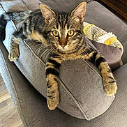 Tulip participe au concours pour gagner de l'argent avec cette photo : tabby_cat, kitten, cat, feline, pet, animal, couch, gray_couch, armrest, whiskers, alert, indoor, pillow, patterned_pillow, wooden_floor, relaxed, curious, fur, claws, domestic_animal