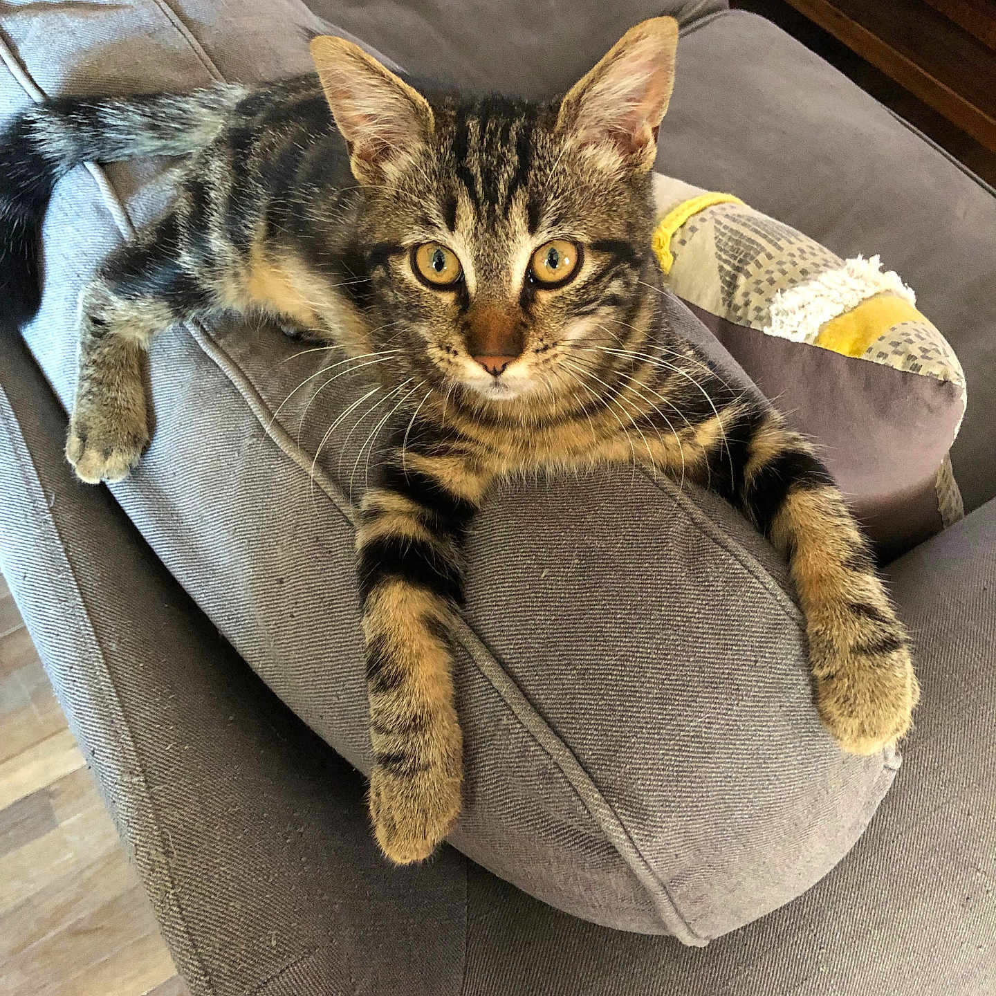 Tulip participe au concours pour gagner de l'argent avec cette photo : alert, animal, armrest, cat, claws, couch, curious, domestic_animal, feline, fur, gray_couch, indoor, kitten, patterned_pillow, pet, pillow, relaxed, tabby_cat, whiskers, wooden_floor