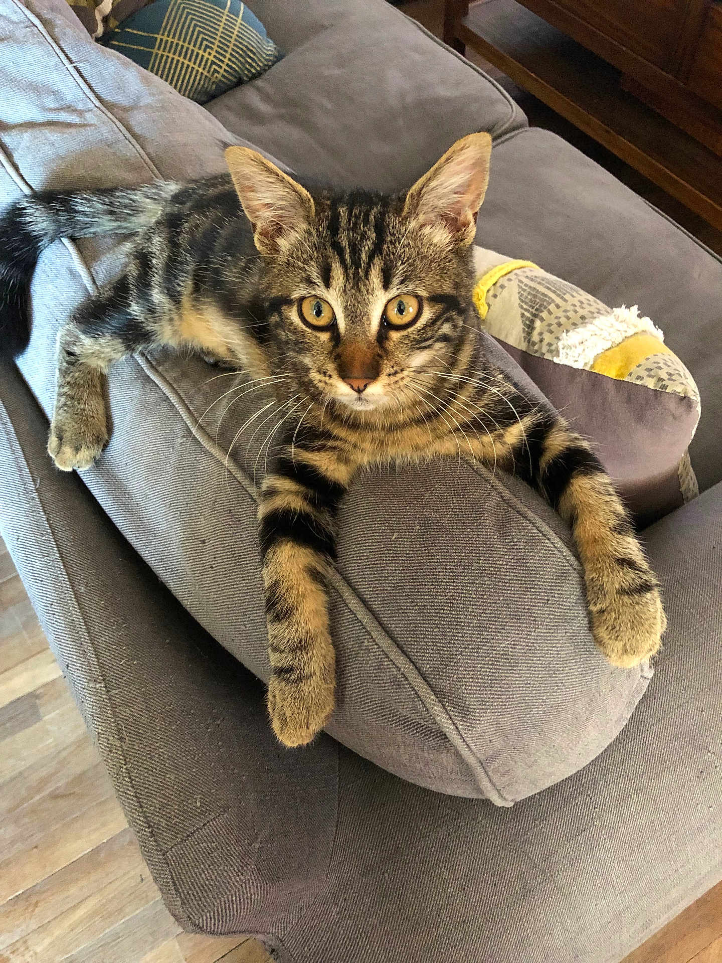 Tulip participe au concours pour gagner de l'argent avec cette photo : tabby_cat, kitten, cat, feline, pet, animal, couch, gray_couch, armrest, whiskers, alert, indoor, pillow, patterned_pillow, wooden_floor, relaxed, curious, fur, claws, domestic_animal