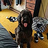 dog, indoor, carpet, laundry_basket, socks, shoes, footwear, furniture, drawer, clothing, person, tongue_out, yellow, cozy, pet, floor, room, black_dog, happy, casual
