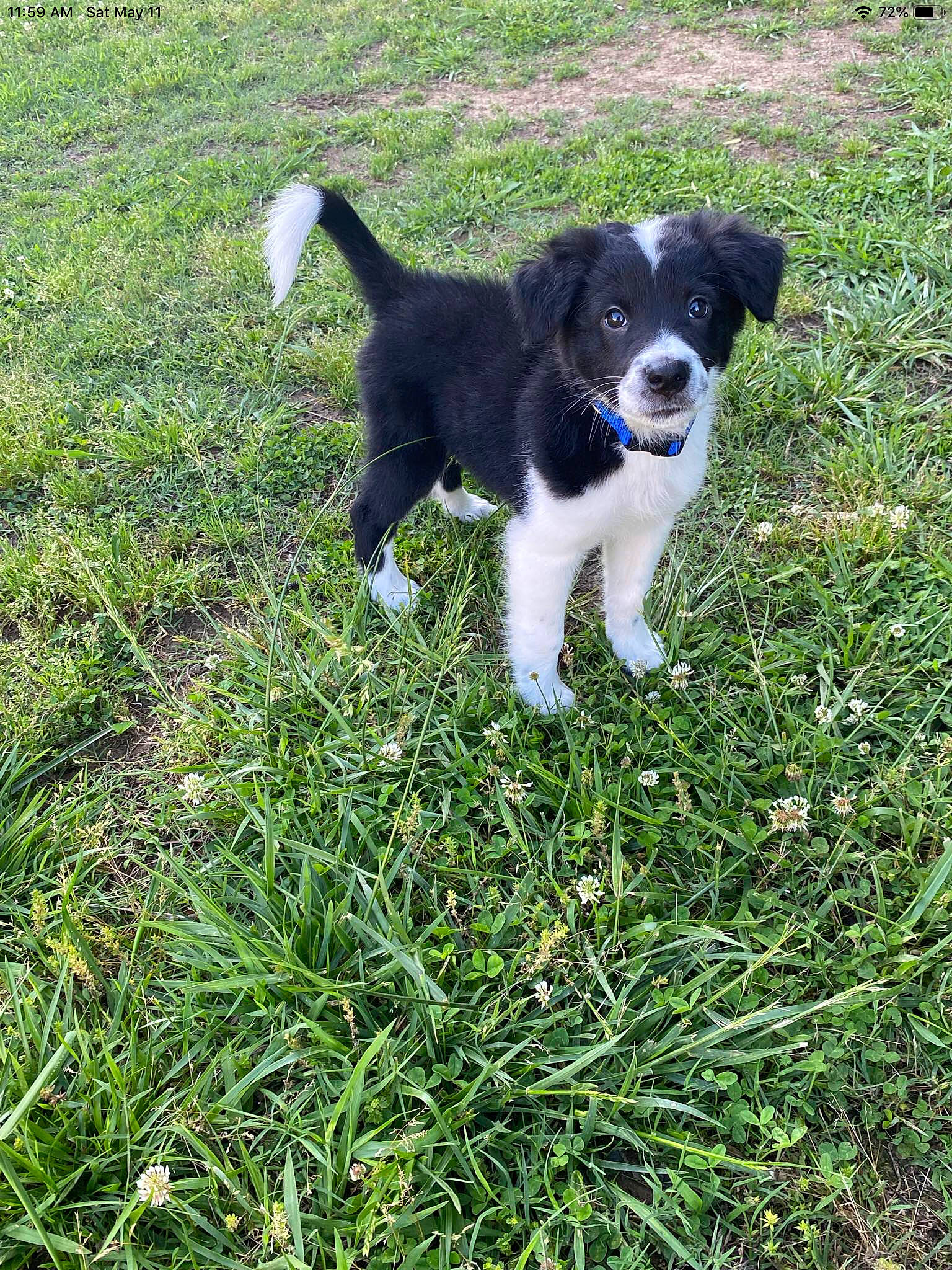 Luna joined the competition — help win amazing prizes! art, canidae, carnivore, companion_dog, dog, dog_breed, grass, grass_family, grassland, groundcover, gun_dog, herding_dog, hunting_dog, plant, sedge_family, sporting_group, tail, terrestrial_animal, working_animal, working_dog