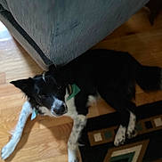 Luna is registered to the contest to win money with this photo: dog, black_and_white, floor, couch, indoor, wooden_floor, looking_up, pet, animal, lying_down, curious, fur, ears, tail, collar, home, carpet, cozy, domestic, resting